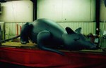 rat helium inflatables